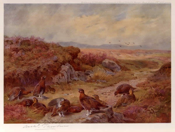 Archibald Thorburn Grouse on the Peat Bogs